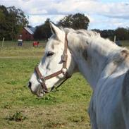Anden særlig race Toby