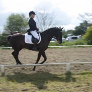 Oldenborg Cassiopeia (Tut)