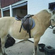 Fjordhest Ådalens Hannibal