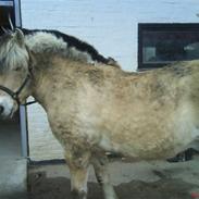 Fjordhest Ådalens Hannibal