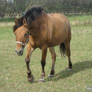 Anden særlig race Robin Hood