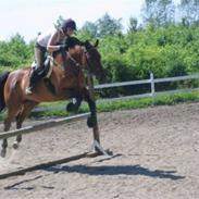 Fuldblod (XX) R.I.P. Hot Chilli K XX