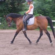 Fuldblod (XX) R.I.P. Hot Chilli K XX