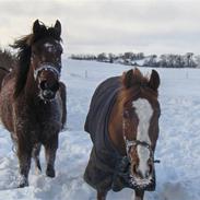 Anden særlig race Orchids Helenae - SOLGT