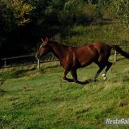 Trakehner Ridick dancer