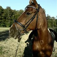 Trakehner Ridick dancer