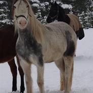 Irish Cob Crossbreed Nørregårds Pocahontas