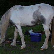 Irish Cob Crossbreed Nørregårds Pocahontas