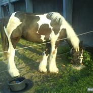 Tinker Phillip >SOLGT<