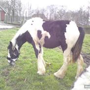 Tinker Phillip >SOLGT<