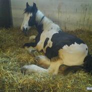 Tinker Phillip >SOLGT<