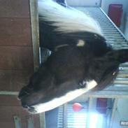 Tinker Phillip >SOLGT<