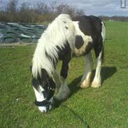 Tinker Phillip >SOLGT<