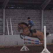 Anden særlig race Robin Hood