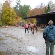 Arabisk fuldblod (OX) Ashaa