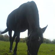 Anden særlig race zafir