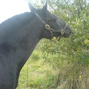 Anden særlig race zafir