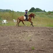 Dansk Varmblod San Sebastian