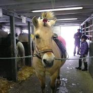 Fjordhest Siw Stanstorp