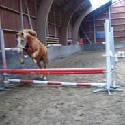 New Forest Super Mulle