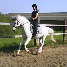 Anden særlig race Toby