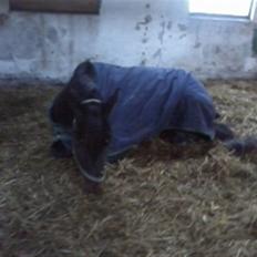 Traver Magic hall(Himmel Hesten)