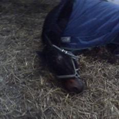 Traver Magic hall(Himmel Hesten)