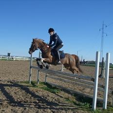 Welsh Cob (sec D) Ramona*B-PONY*