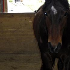 Anden særlig race Ferdinan