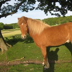 Islænder kjarval tingtvedgård