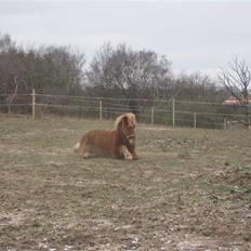 Islænder kjarval tingtvedgård