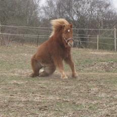 Islænder kjarval tingtvedgård