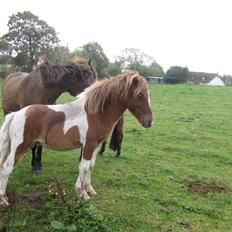 Anden særlig race tumle