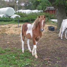 Anden særlig race tumle