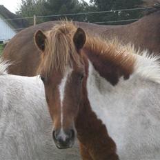 Anden særlig race tumle