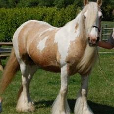 Irish Cob Splashy Liva Vine.