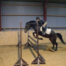 Hollandsk Sportspony Roxy (R.I.P)