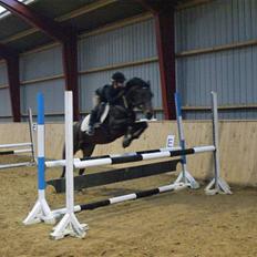 Hollandsk Sportspony Roxy (R.I.P)