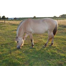 Fjordhest Klithusets Musse 