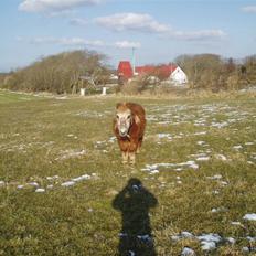 Shetlænder Smiliy (død)