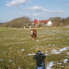 Shetlænder Smiliy (død)