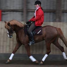 Palomino Klepholms Victoria RIP