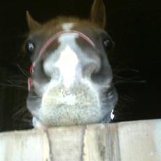 Welsh Partbred (Sec F) Khesjans Beauty †