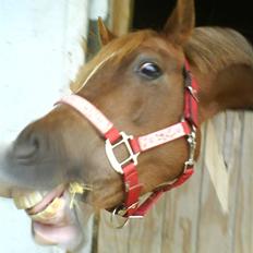 Welsh Partbred (Sec F) Khesjans Beauty †