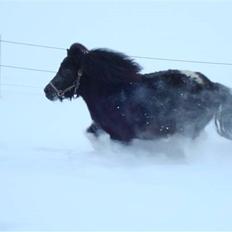 Anden særlig race Pusle
