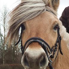 Fjordhest Mastrup Ally 