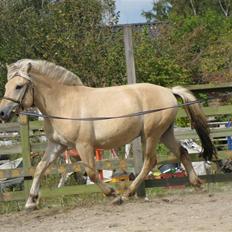 Fjordhest Morten Drejer