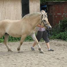 Fjordhest Morten Drejer