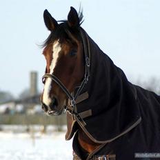 Dansk Varmblod Le Parfait