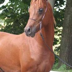 Arabisk fuldblod (OX) D.Midnight Rodeo 